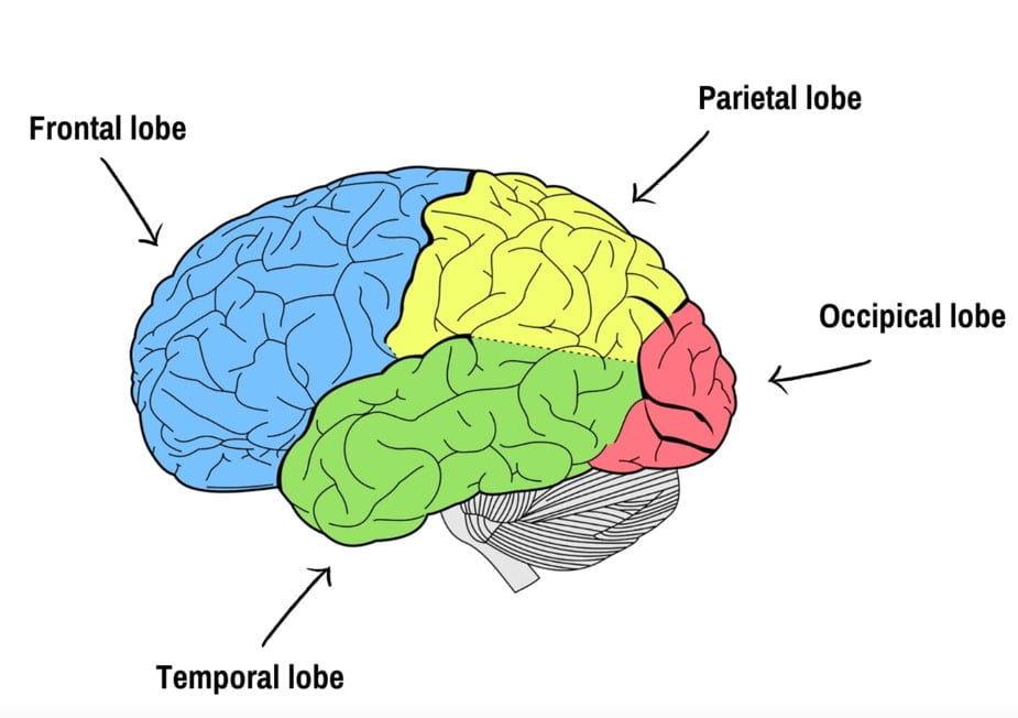 قشر مغز چیست و چند قسمت دارد و هر قسمت چه عملکردی دارد؟