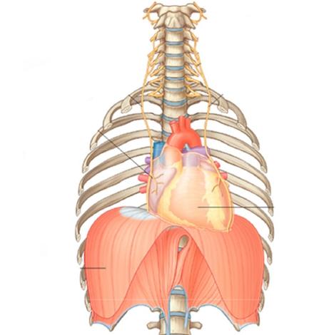 راهکارهای مدرن درمانی برای فلج دیافراگم: امید جدید برای تنفس آسان