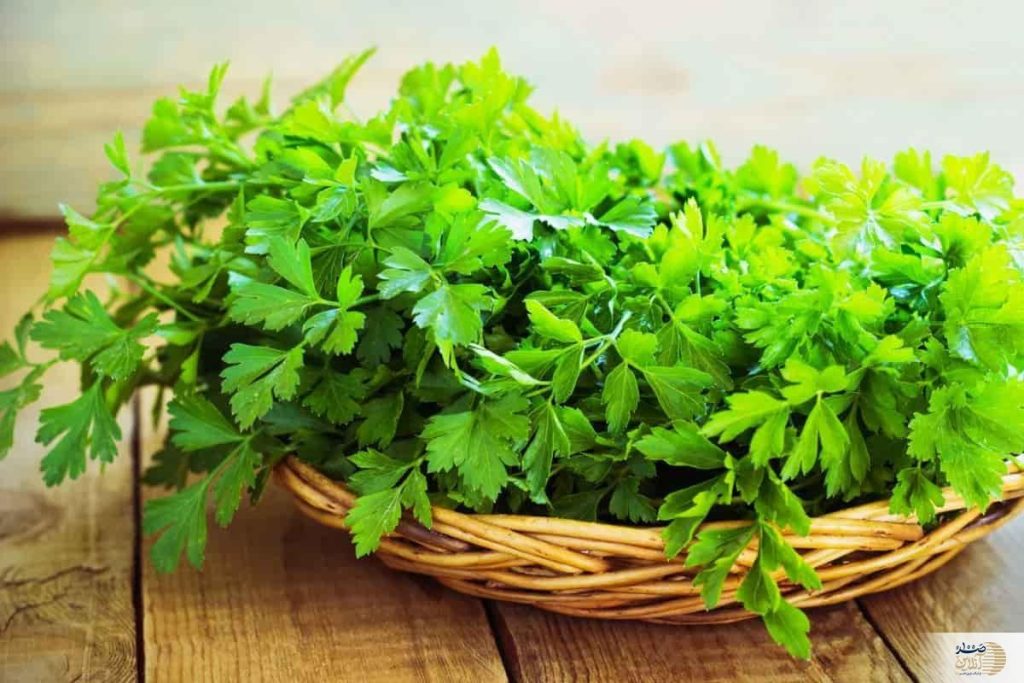 این سبزی کلیهها را تصفیه و استخوان و دندانها را تقویت میکند