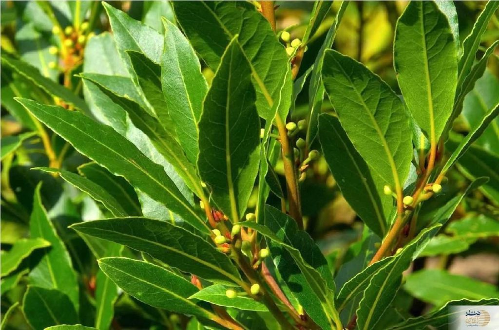 عفونتهای موضعی و درمانش را به این گیاه بسپارید