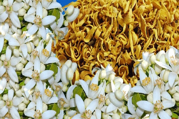 خواص عجیب عرق این گیاه برای نفخ شکم