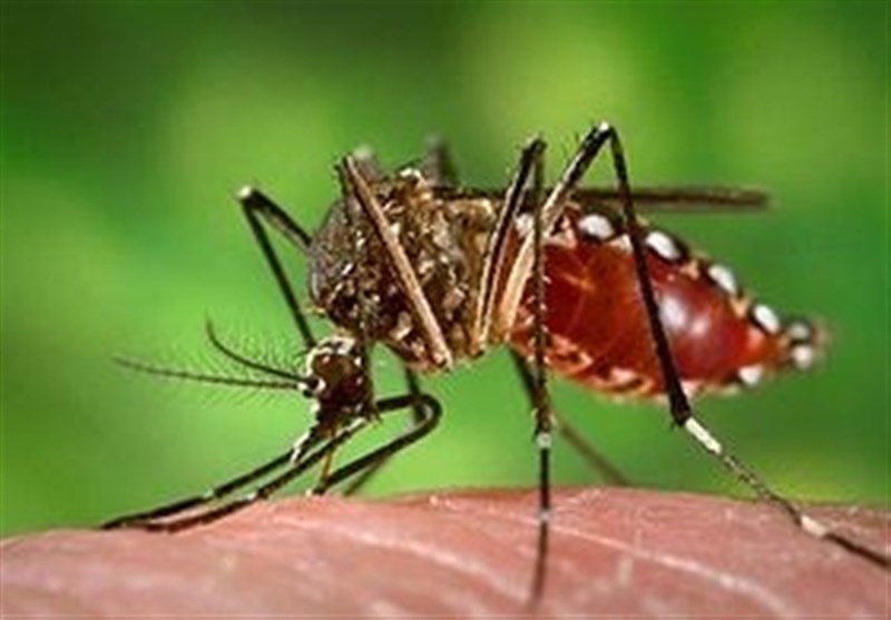 آنچه باید از “تب دنگی” بدانید/علائم و راه تشخیص بیماری